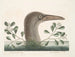 Le grand fou de Bassano - Mark Catesby — Ansicht des Kunstwerks