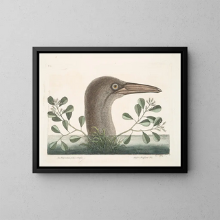 Mark Catesby - An Thymela foliis obtusis Anseri Bassano c The Great Booby.webp