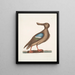 Anas Americanus Der Blaugabel-Schnabelente - Mark Catesby — gerahmtes Bild an der Wand