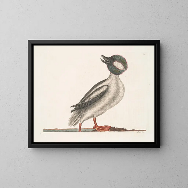 Der Büffel-Ente - Mark Catesby — gerahmtes Bild an der Wand