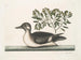 Der kleine braune Entchen - Mark Catesby — Ansicht des Kunstwerks
