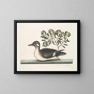 Mark Catesby - Anas minor The little brown Duck.webp
