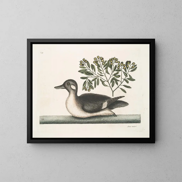 Der kleine braune Entchen - Mark Catesby — gerahmtes Bild an der Wand