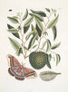 Anona maxima c Phalna magna Der größte Schmetterling von Karoline Die Raupe dieses Schmetterlings - Mark Catesby — Ansicht des Kunstwerks