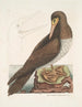 Der Narr ist ein brauner Vogel, der mit der Bassano-Gans verwandt ist - Mark Catesby — Ansicht des Kunstwerks