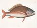 Anthea, der Schaf-Fisch - Mark Catesby — Ansicht des Kunstwerks