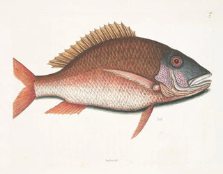 Anthea, der Schaf-Fisch - Mark Catesby — Ansicht des Kunstwerks