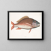 Anthea, der Schaf-Fisch - Mark Catesby — gerahmtes Bild an der Wand