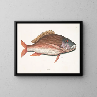 Anthea, der Schaf-Fisch - Mark Catesby — gerahmtes Bild an der Wand