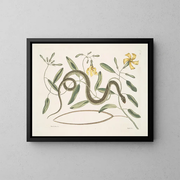 Apocynum c. Angis viridis maculatus, der grüne gefleckte Schlange - Mark Catesby — gerahmtes Bild an der Wand