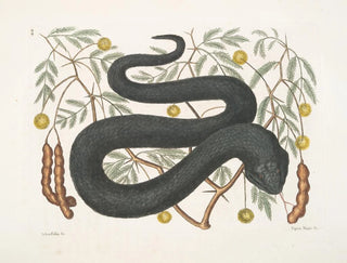 Mark Catesby - Arbor Foliis c Vipera Nigra c The BlackViper.webp