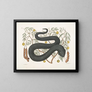 Mark Catesby - Arbor Foliis c Vipera Nigra c The BlackViper.webp