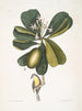 Tonnelle Jasmin floribus Les Sept Ans Pomme Parus Bahamensis Les Bahama Titmous - Mark Catesby — Ansicht des Kunstwerks