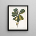 Tonnelle Jasmin floribus Les Sept Ans Pomme Parus Bahamensis Les Bahama Titmous - Mark Catesby — gerahmtes Bild an der Wand