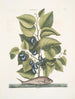 Arbor Populi c Harengus c Le Pilchard - Mark Catesby — Ansicht des Kunstwerks