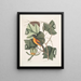 Arbor Tulipifera Le Tulipier Icterus L'Oiseau de Baltimore - Mark Catesby — gerahmtes Bild an der Wand