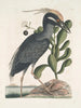 Ardea stellaris cristata Americana Der Haubentaucher Lobelia c - Mark Catesby — Ansicht des Kunstwerks
