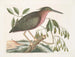 La petite butor étoilé - Mark Catesby — Ansicht des Kunstwerks