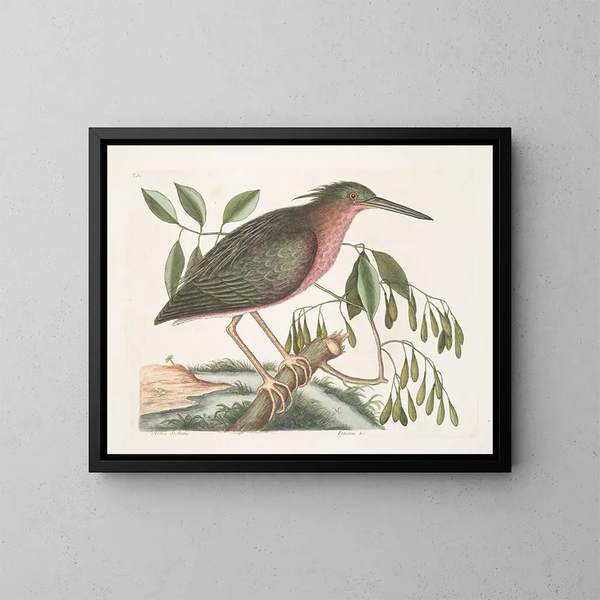 La petite butor étoilé - Mark Catesby — gerahmtes Bild an der Wand