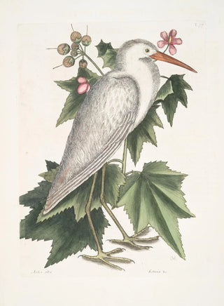 Mark Catesby - Ardea alba The little white Heron Ketmia c.webp