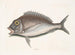 Le Porgy Aurata - Mark Catesby — Ansicht des Kunstwerks