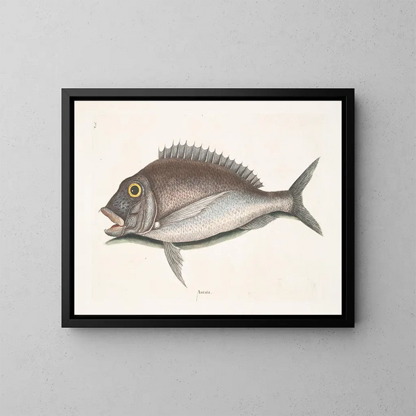 Le Porgy Aurata - Mark Catesby — gerahmtes Bild an der Wand
