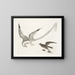 L'oiseau des tempêtes - Mark Catesby — gerahmtes Bild an der Wand