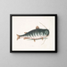 Le Poisson-chat - Mark Catesby — gerahmtes Bild an der Wand