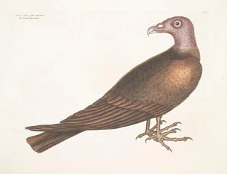 Mark Catesby - Buteo Specie gallo pavonis The Turkey Buzzard.webp
