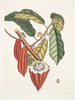 Cacao Arbor Le Cacao Tree - Mark Catesby — Ansicht des Kunstwerks