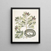 Calyculato c Winters Bark Schlanker Brauner Schlange La couleuvre ruban - Mark Catesby — gerahmtes Bild an der Wand