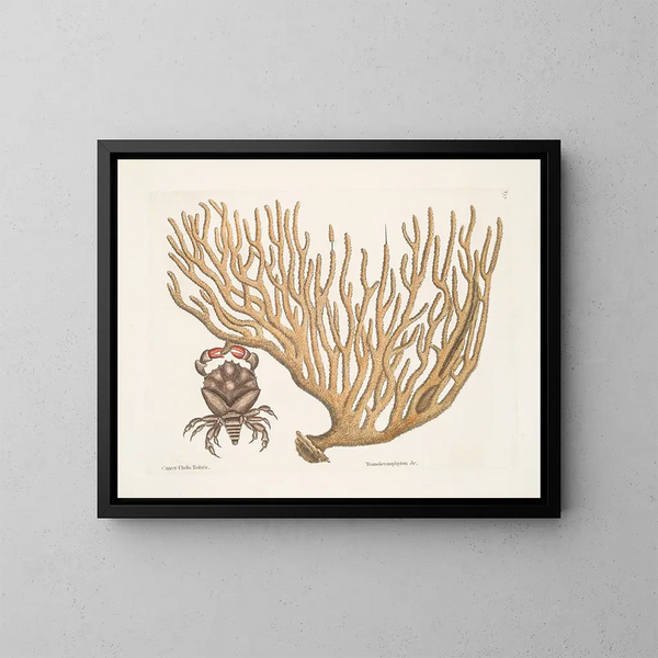 Krebs chelis rubris, der krallenkrabbe mit widerstandsfähigen krallen - Mark Catesby — gerahmtes Bild an der Wand