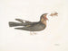 Le Chèvre-Feuille - Mark Catesby — Ansicht des Kunstwerks