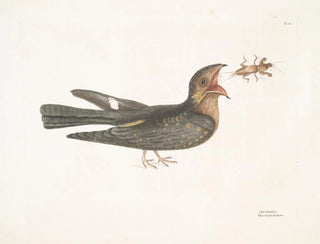 Le Chèvre-Feuille - Mark Catesby — Ansicht des Kunstwerks