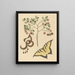 Katzenpfote Mimosa circinalis - Mark Catesby — gerahmtes Bild an der Wand