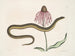 Cécilia Maculata, der Glasschlange, Chrysantheme - Mark Catesby — Ansicht des Kunstwerks