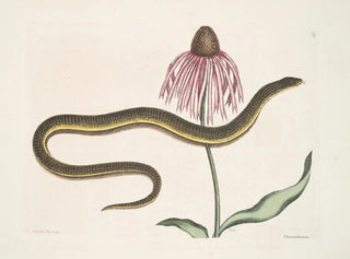 Cécilia Maculata, der Glasschlange, Chrysantheme - Mark Catesby — Ansicht des Kunstwerks