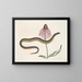 Cécilia Maculata, der Glasschlange, Chrysantheme - Mark Catesby — gerahmtes Bild an der Wand