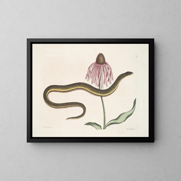 Cécilia Maculata, der Glasschlange, Chrysantheme - Mark Catesby — gerahmtes Bild an der Wand