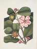 Cenchramidea Arbor saxis nascens c Le Balsam Tree - Mark Catesby — Ansicht des Kunstwerks