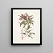 Chamdaphne foliis Tini - Mark Catesby — gerahmtes Bild an der Wand