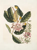 Rhododendron, chamdaphne sempervirens - Mark Catesby — Ansicht des Kunstwerks