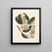 Rhododendron, chamdaphne sempervirens - Mark Catesby — gerahmtes Bild an der Wand