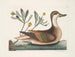 Chrysanthème und Ente Ilathera - Mark Catesby — Ansicht des Kunstwerks
