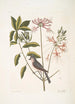 Cistus flore Periclymini Der aufrechte Geißblatt Parus cristatus Die Haubenmeise - Mark Catesby — Ansicht des Kunstwerks