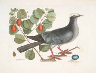 Weißer Kronen-Turteltaube Pflaumenbaum-Feigenkasten - Mark Catesby — Ansicht des Kunstwerks