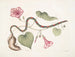 Convolvulus c. Die Kartoffel Virginian Anguis c. Die Perlenschlange - Mark Catesby — Ansicht des Kunstwerks