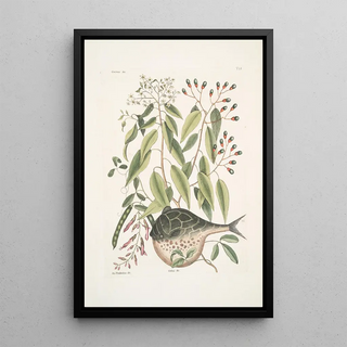 Mark Catesby - Cornus c An Phaseolus c Orbis lvis variegatus The GlobeFish.webp