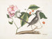 von Cornus mas und Virginianischer Hartriegel, der Hartriegel und die Spottdrossel - Mark Catesby — Ansicht des Kunstwerks