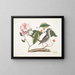 von Cornus mas und Virginianischer Hartriegel, der Hartriegel und die Spottdrossel - Mark Catesby — gerahmtes Bild an der Wand